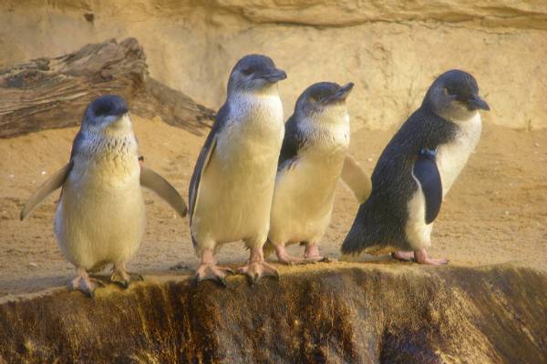 Blue penguins