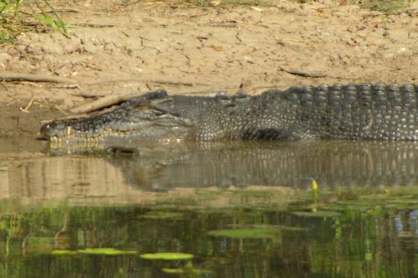 A big saltwater crocodile.