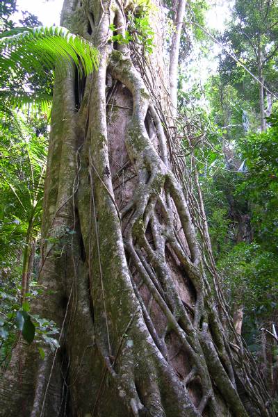 Fraser island tree