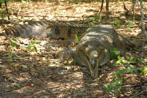 Fresh water crocodile