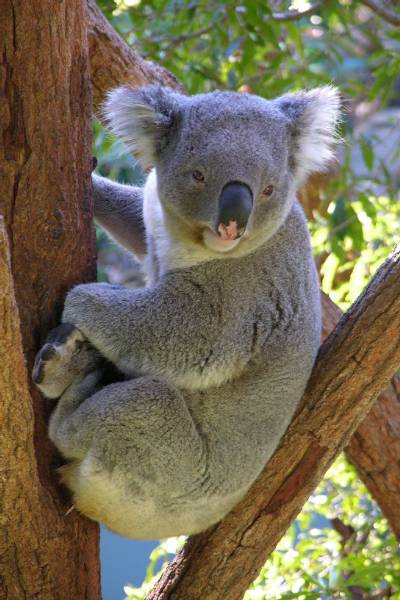 A koala