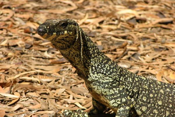 A lace monitor lizard.