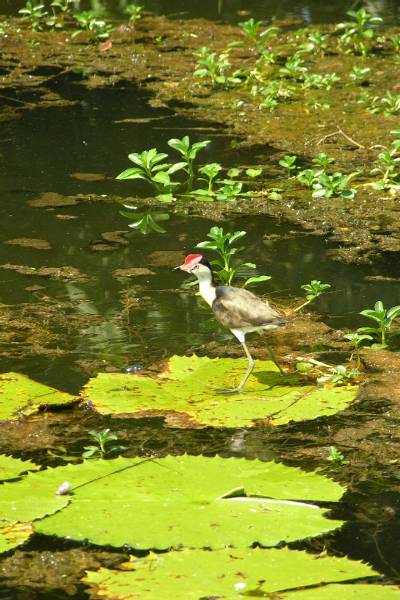 The Lilly-Trotter bird.