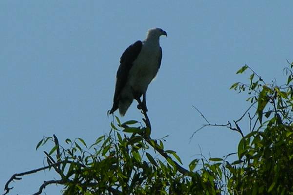 Sea eagle