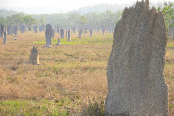 Termite mounds