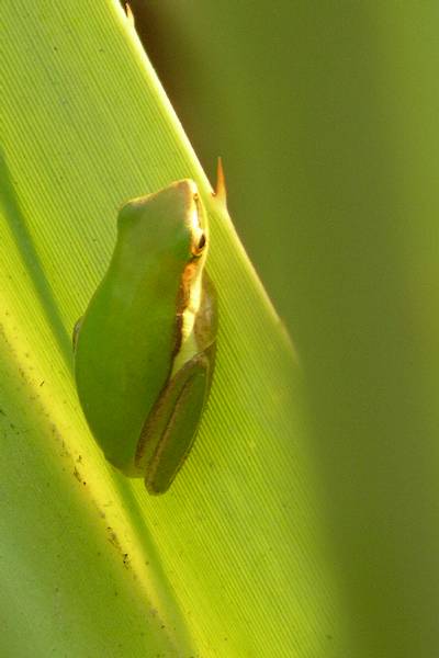 Green tree frog