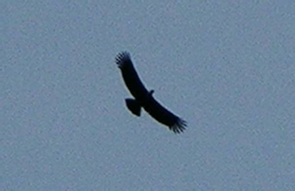 A condor