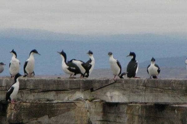 Cormorants.