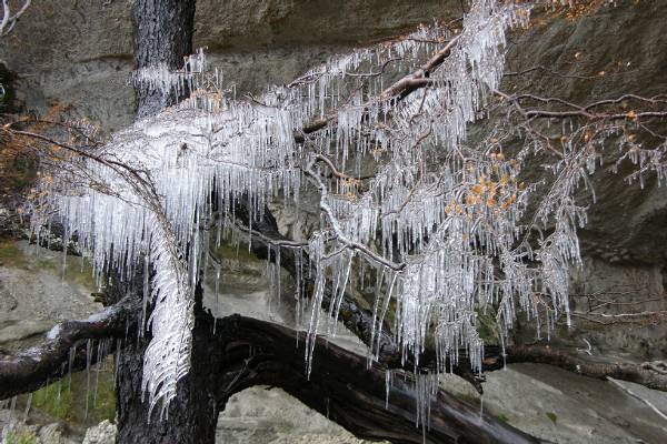 A tree covered in ice.