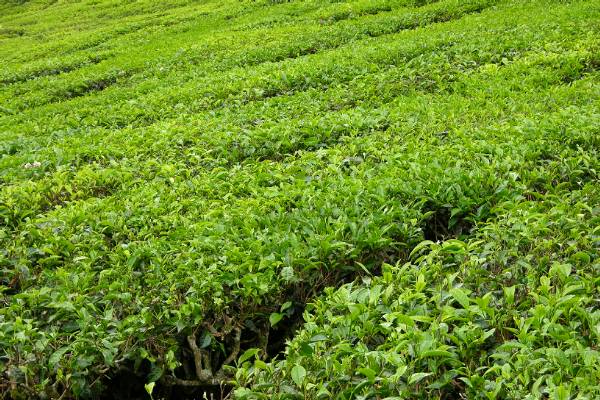 Tea plantation