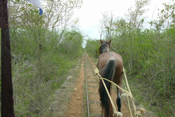 A horse pulling our truck between cenotes