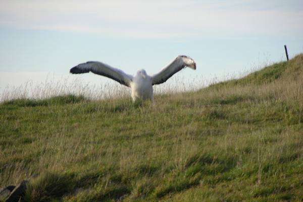 Albatross