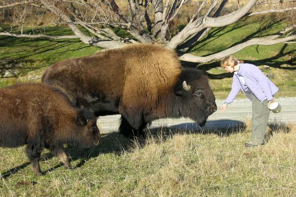 A bison