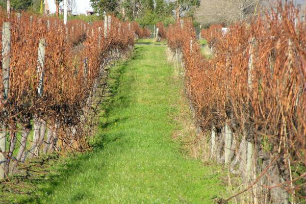 Some Cloudy Bay vines