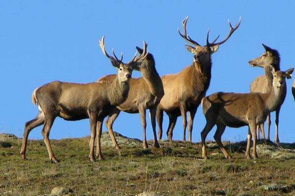 Deer
