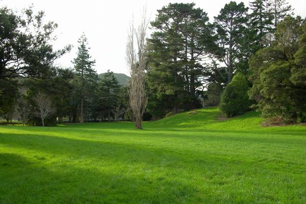 Orc trees in Harcourt park