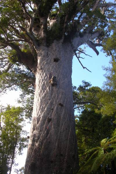 Kauri tree