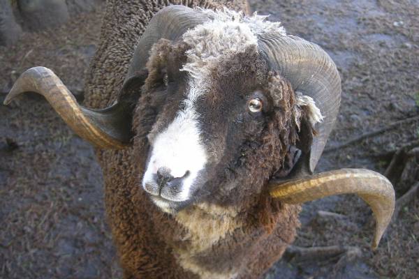 Merino sheep