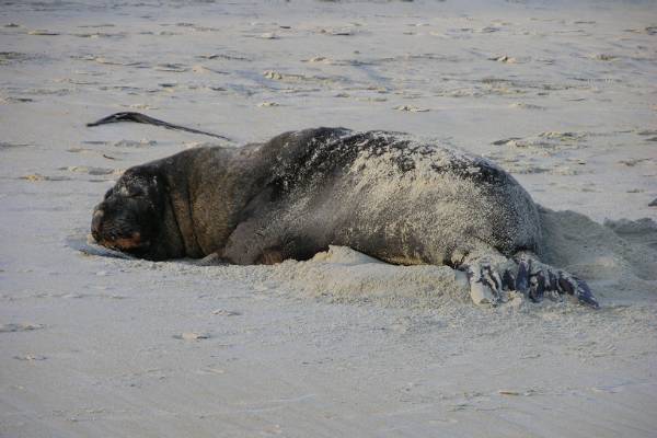 A sealion